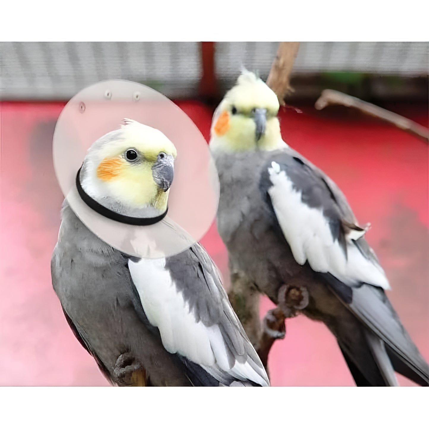 KVP SAF-T-SHIELD E-Collars for Birds 10" Diameter (3.5" - 4")