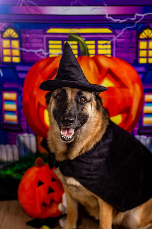 Midlee Halloween Witch Cape and Hat Dog Costume