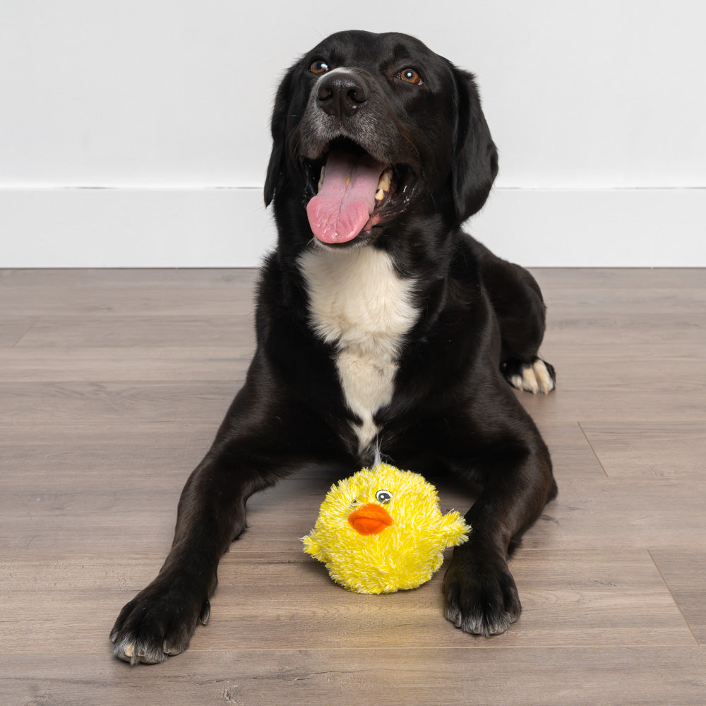 Petlou Squeak Small Squeaky Yellow Dog Toy - 4" EZ (Chick)