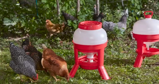 Little Giant Plastic Dome Waterer - 5 Gallon (Red/White)