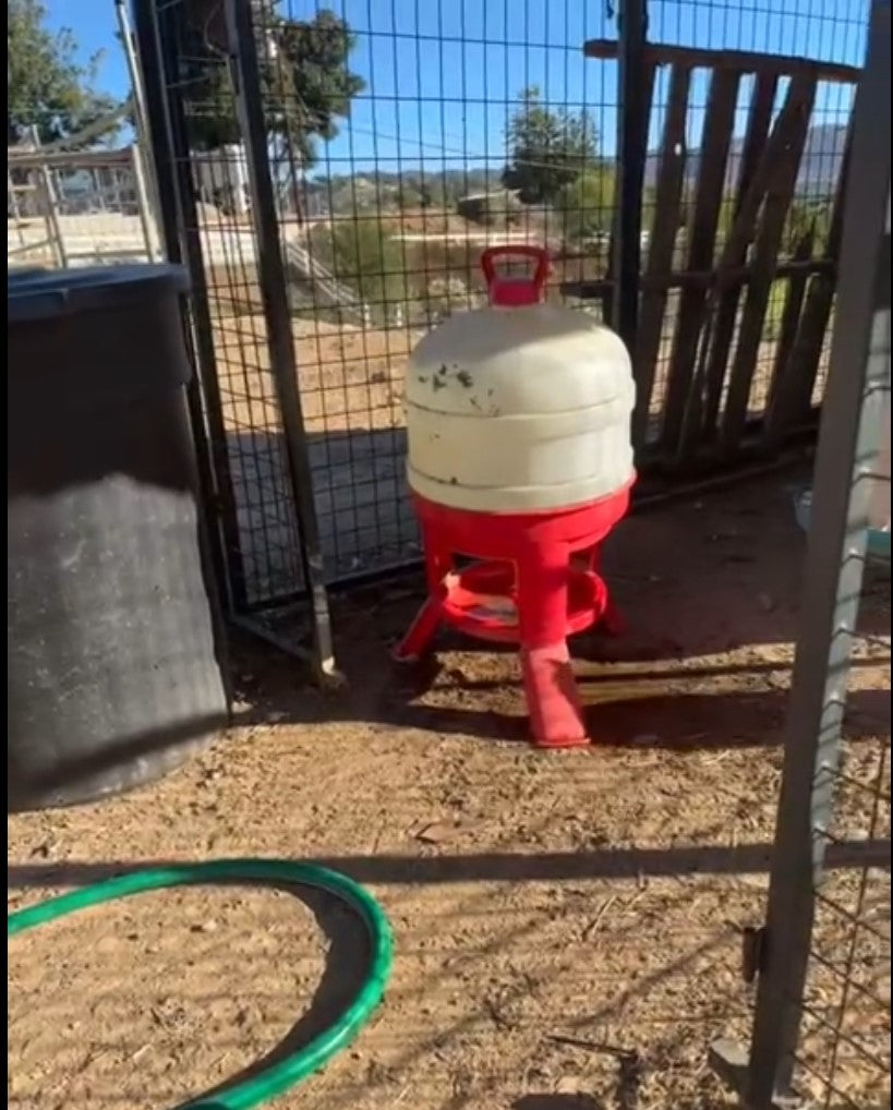 Little Giant Plastic Dome Waterer - 5 Gallon (Red/White)