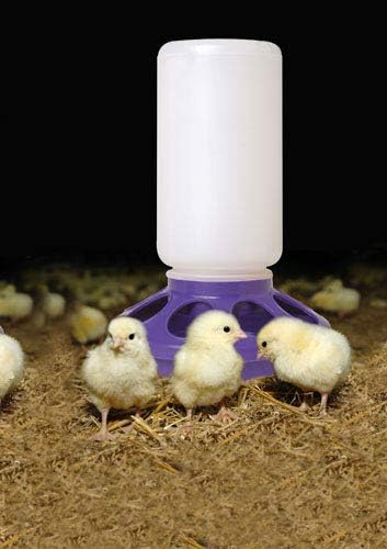 Little Giant Plastic Poultry Feeder Base for 1 Quart Container- Purple
