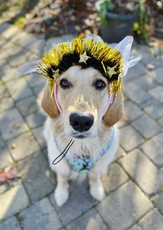 Midlee Sparkle Happy Birthday Dog Headband (Pink)