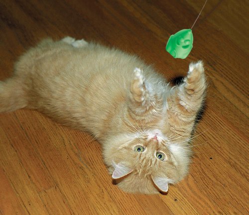 Cat Dancer 601 Catnip Cat Dancer Interactive Cat Toy