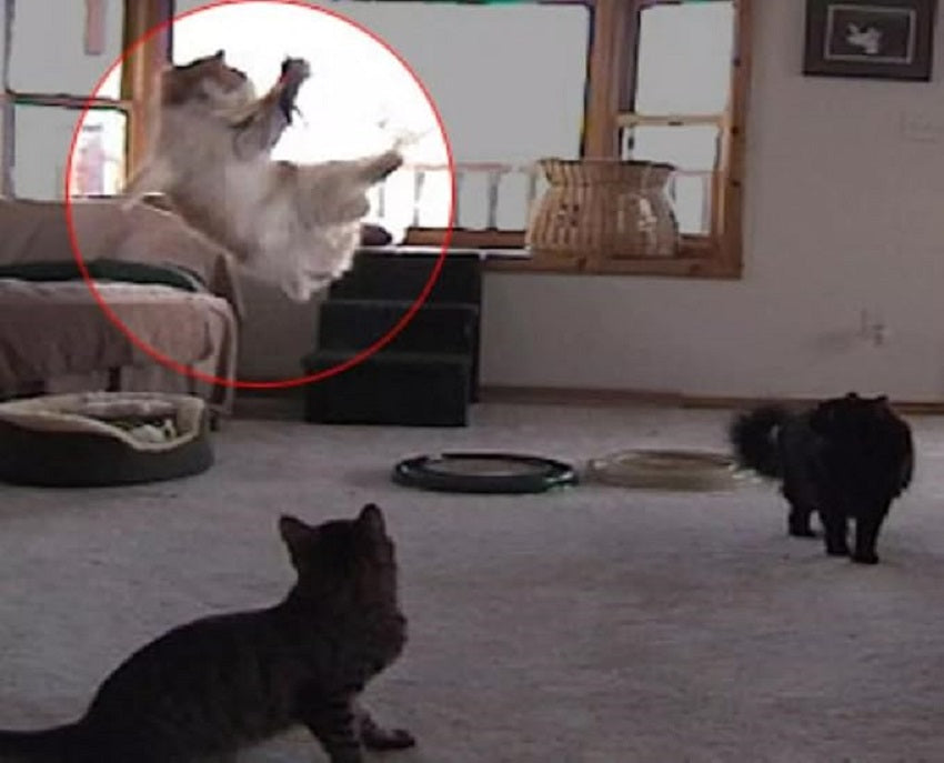 Go Cat Da Bird Single Pole Teaser on 36 inch Rod