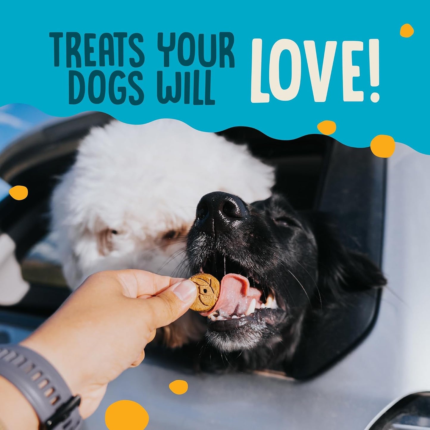 Earthborn Holistic EarthBites Salmon & Pumpkin Grain-Free Crunchy Dog Treats - 10 oz