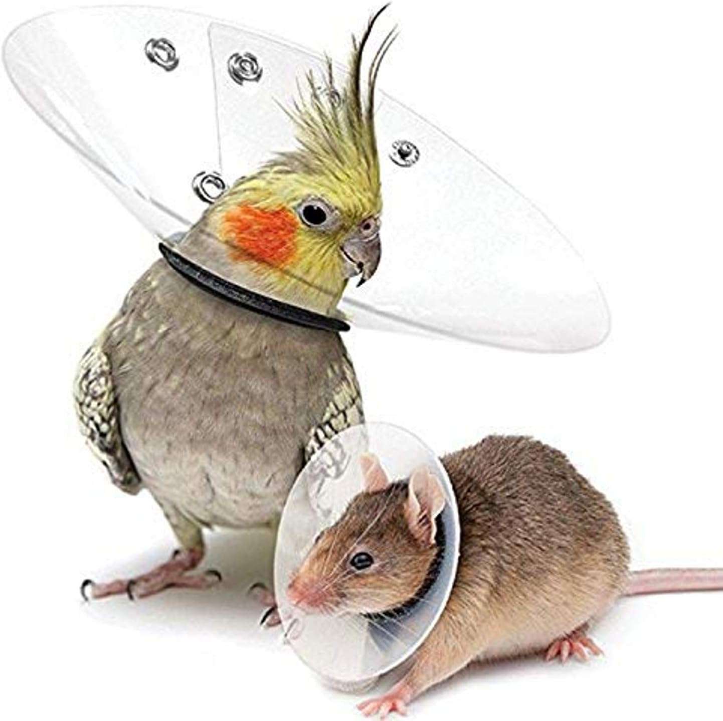 KVP Saf-T-Shield Recovery Collar for Rodents, Fits 2.25" to 3" Neck/4.25" Diameter