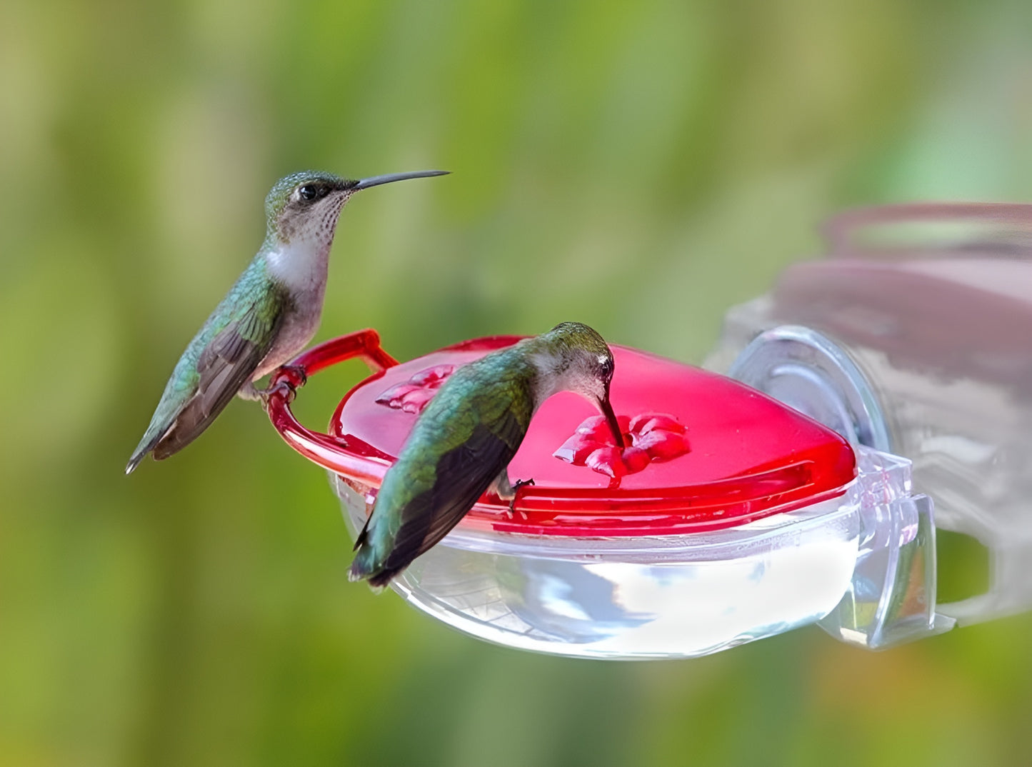 Aspects Red/Clear The Gem Window Hummingbird Feeder - 4 Oz