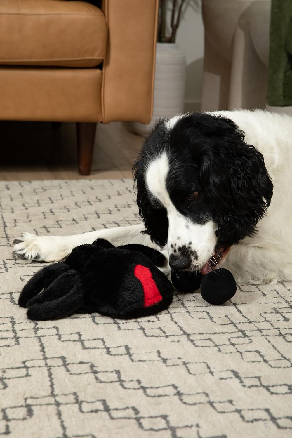 Midlee Hide a Ball Black Spider Halloween Dog Toy