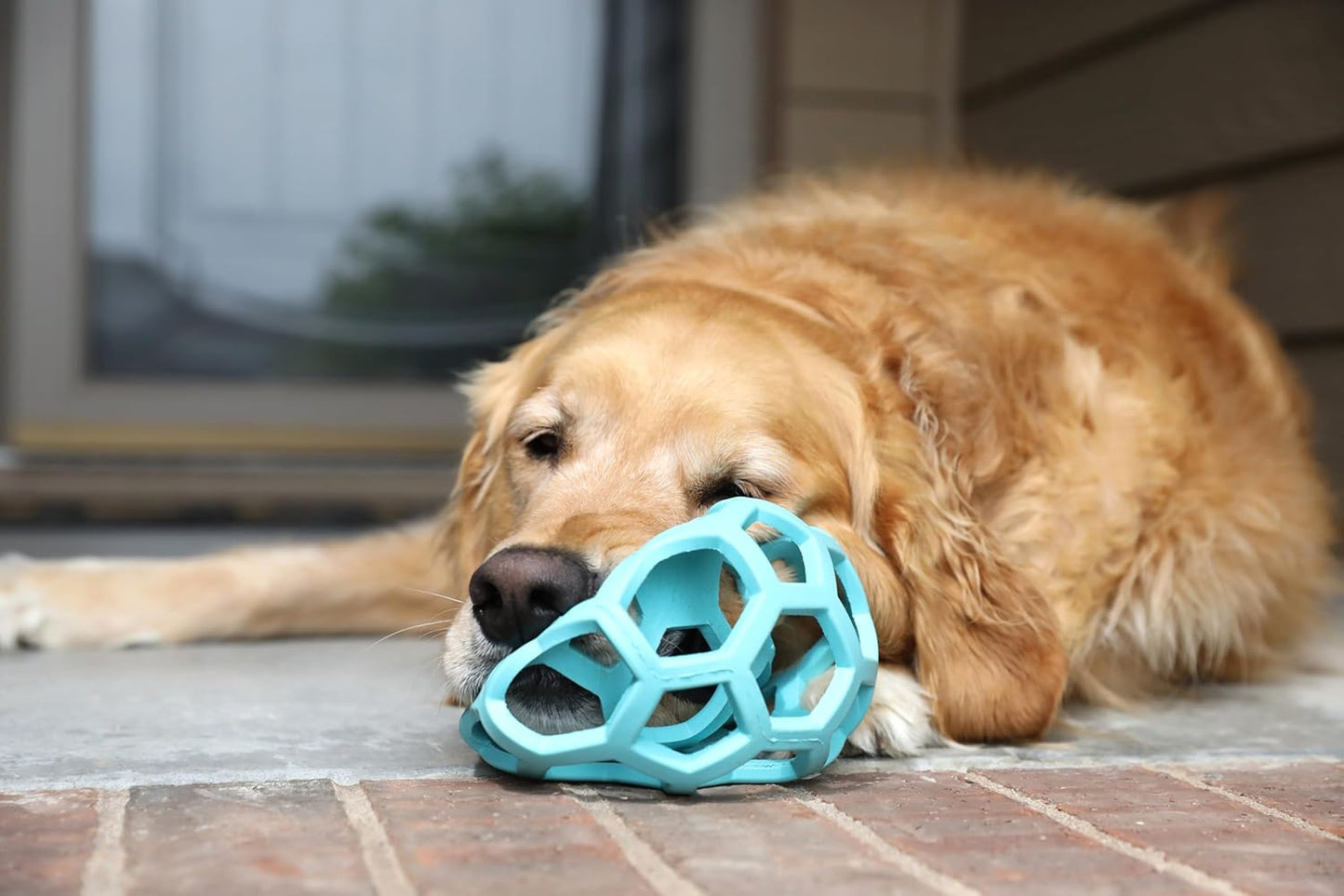 JW Pet Hol-ee Roller Rubber Dog Toy - Large(5.5" Diameter) Blue