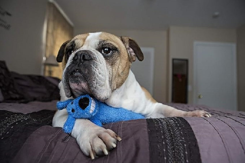 Multipet Birthday Loofa Dog Toy Medium - 12'(Blue)