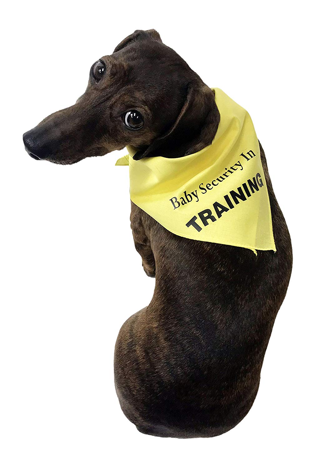 Dog in clearance training bandana