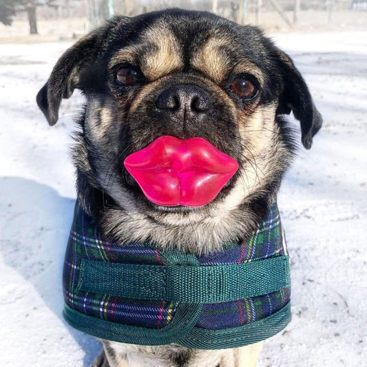 FOUFIT Paci-Chew Chew Toy for Dogs - Lips