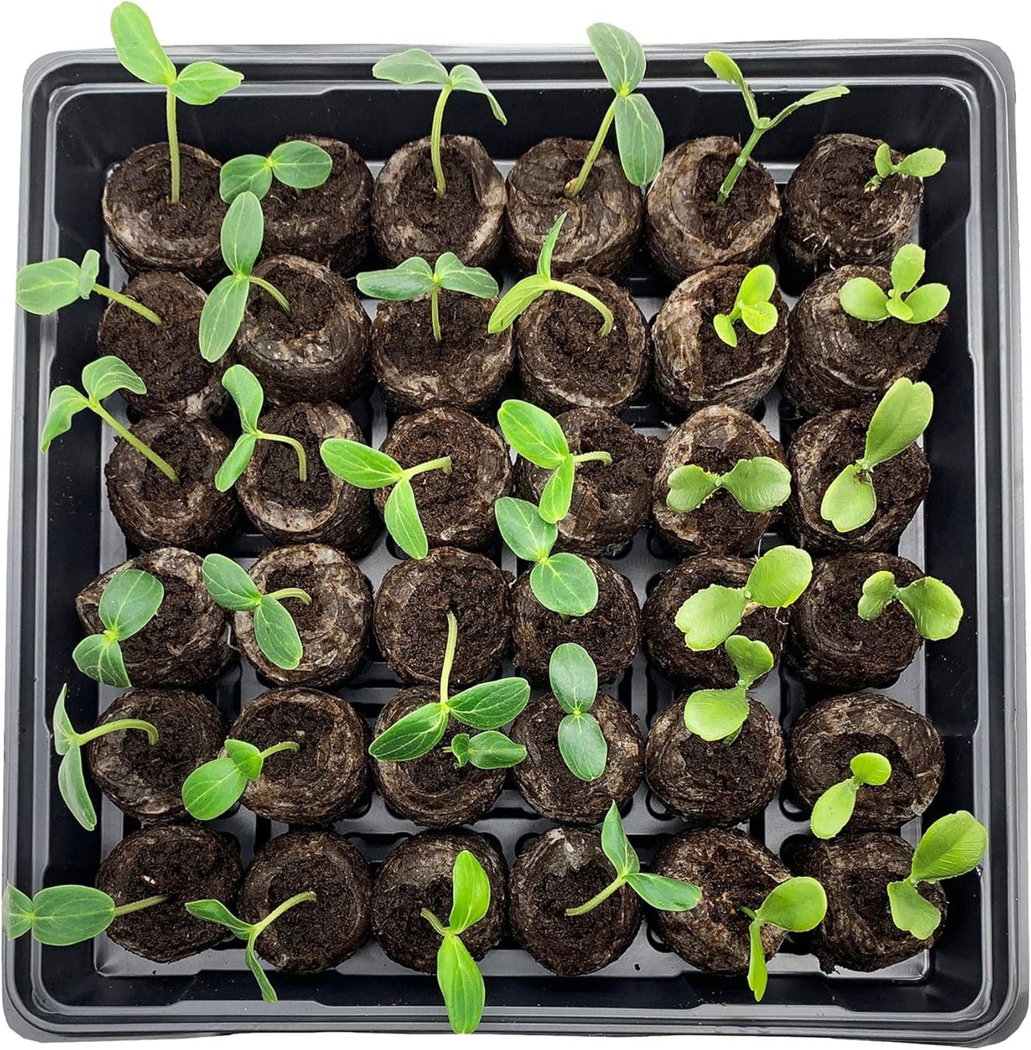 Jiffy Seed Starting Tray Kit, 36 Cell 36mm Peat Pellets with Bonus SUPER thrive