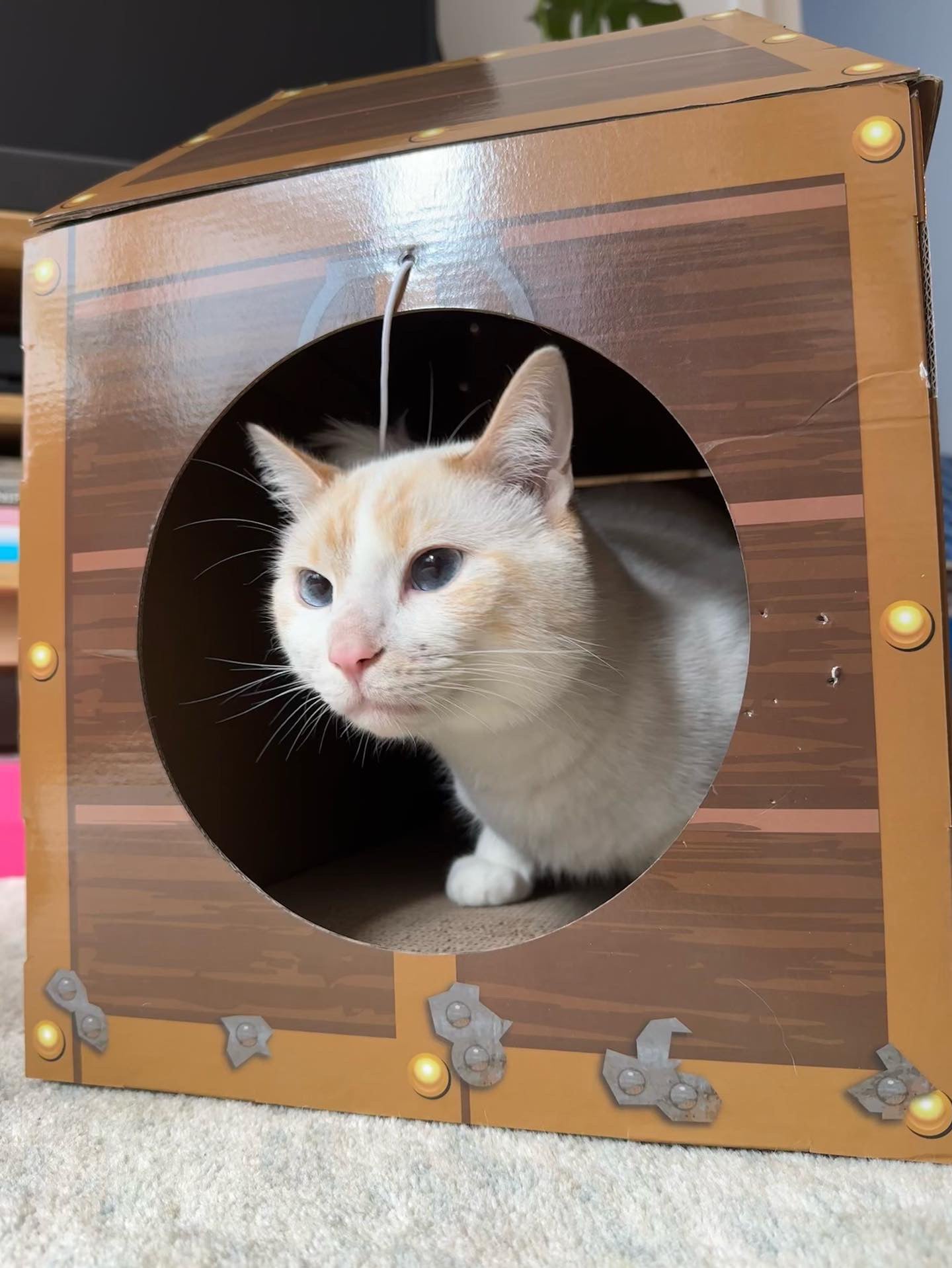 Midlee Treasure Chest Cat Scratcher House