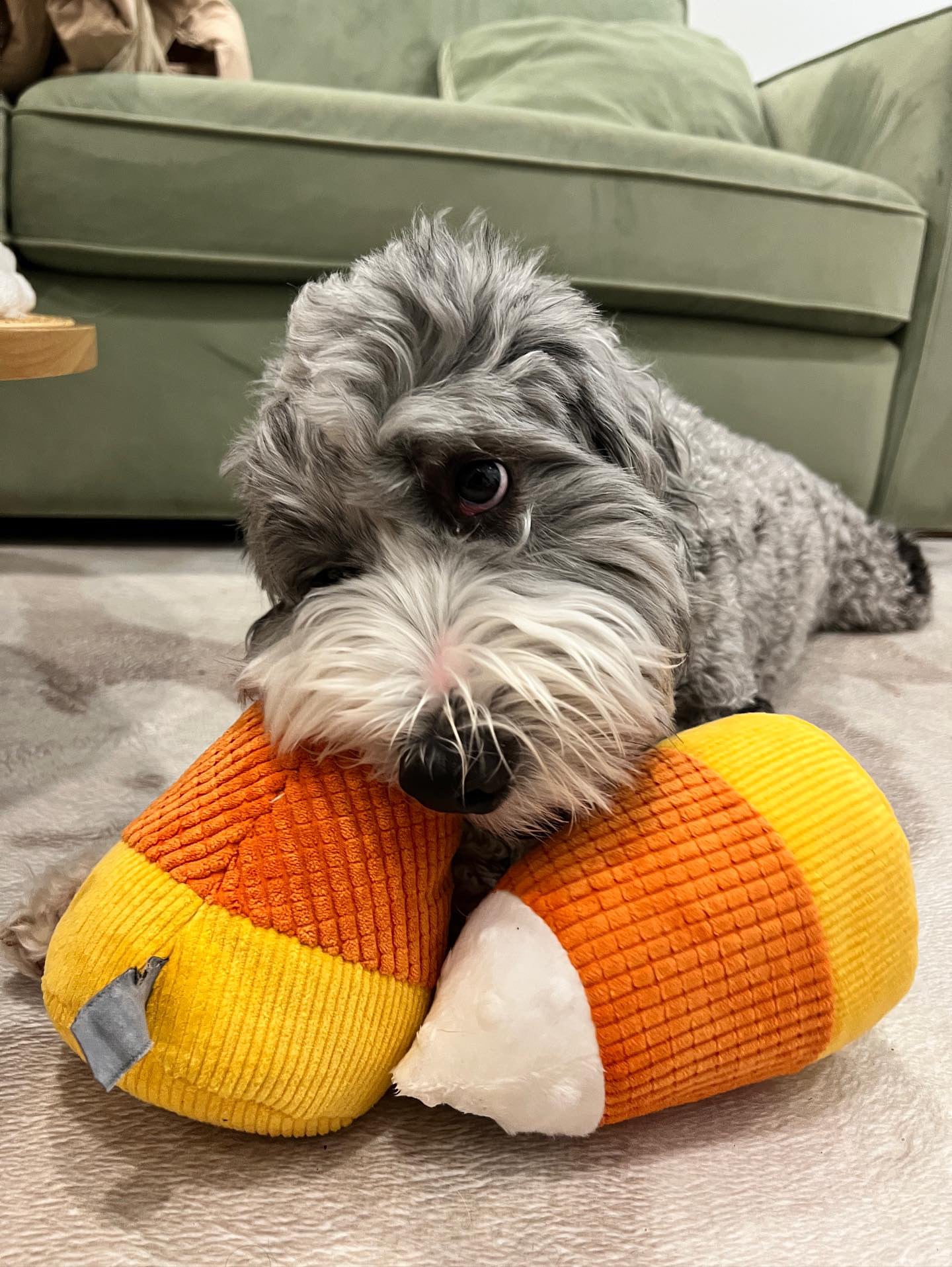 Midlee Candy Corn Plush Halloween Dog Toy - Set of 2