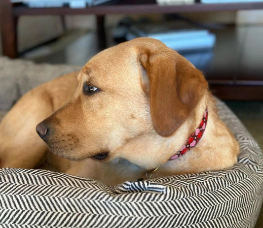 Up Country All Hearts Dog Collar - X-Large (18 to 24 Inches) 1 Inch Wide Width