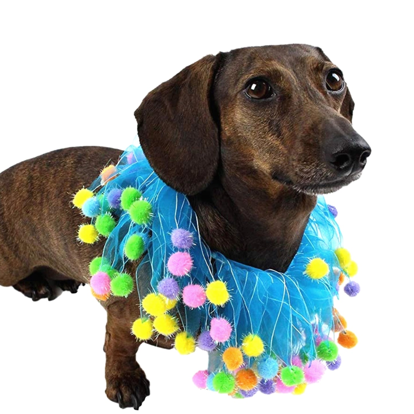 Midlee Blue Birthday Pom Pom Dog Collar
