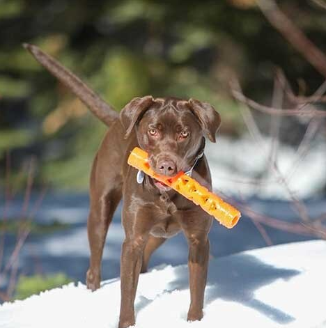 Chuckit Air Fetch Stick Fetch Hard Breath Easy Dog Toy(Small)