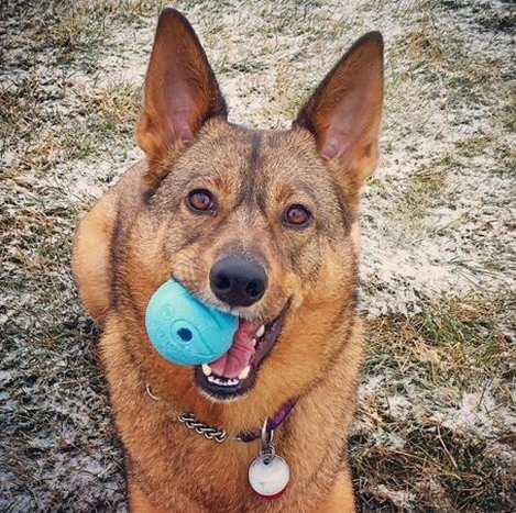 Chuckit The Whistler Dog Ball- Large