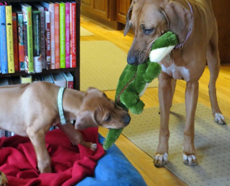 Fluff & Tuff Big Daddy Gator Dog Toy