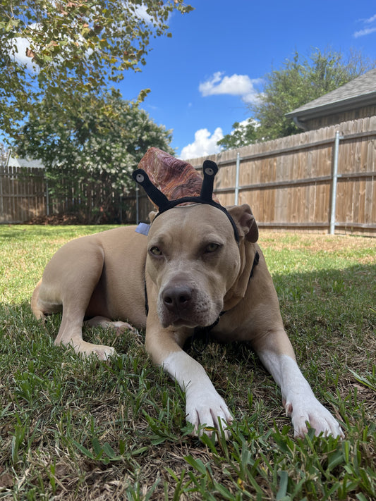 Midlee Snail Headband & Shell Dog Costume