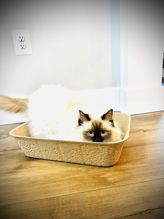 Midlee Disposable Cat Litter Boxes Pack of 5- Travel Portable Pet Tray Liner Pan