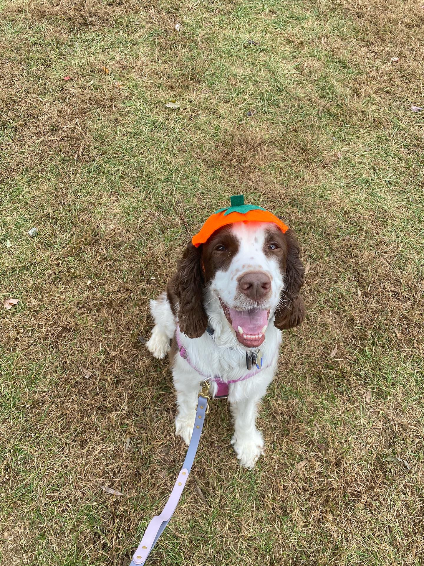 Midlee Dog Pumpkin Headband Halloween Costume