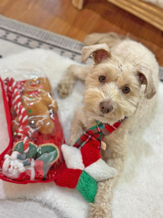 Midlee Toy Filled Christmas Dog Stocking Gift Set (14" long)