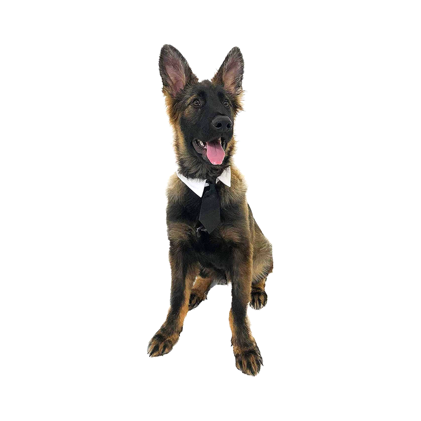 Midlee Formal Black Dog Tie