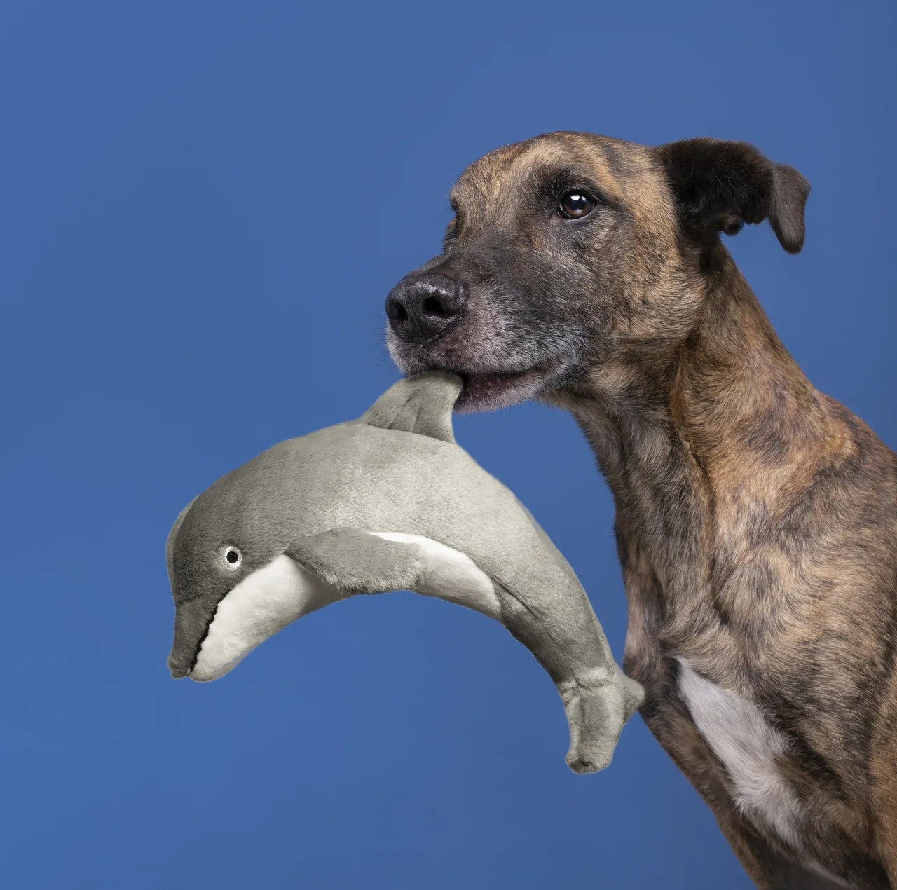 Fluff & Tuff Danny Dolphin Plush Dog Toy - 11″