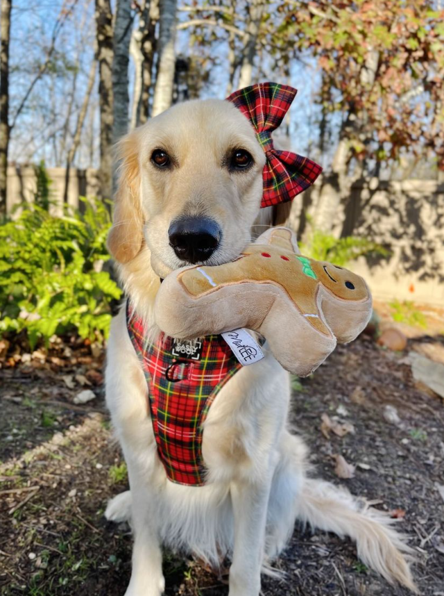 Midlee Christmas Sugar Cookie Plush Dog Toy (Gingerbread Man, Large)