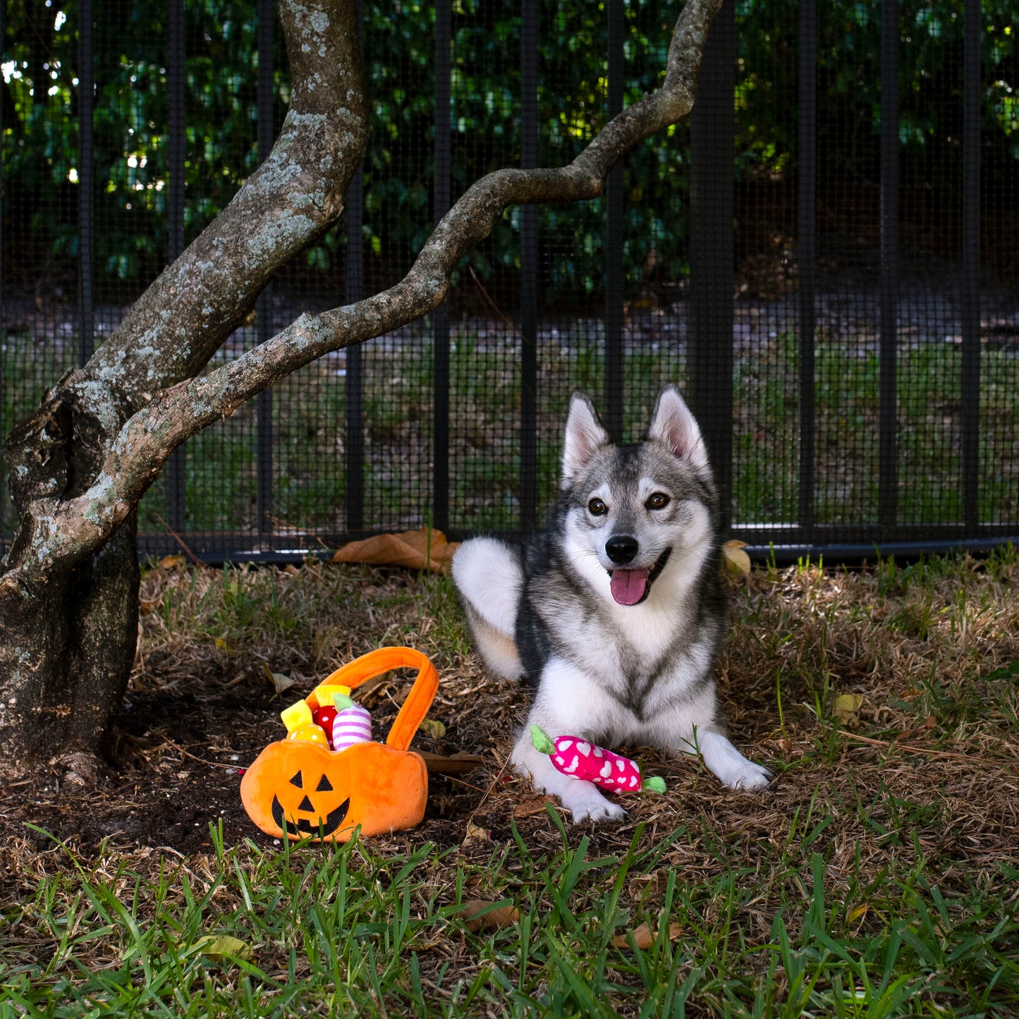 Midlee Find a Toy Halloween Pumpkin Bucket Dog Toy