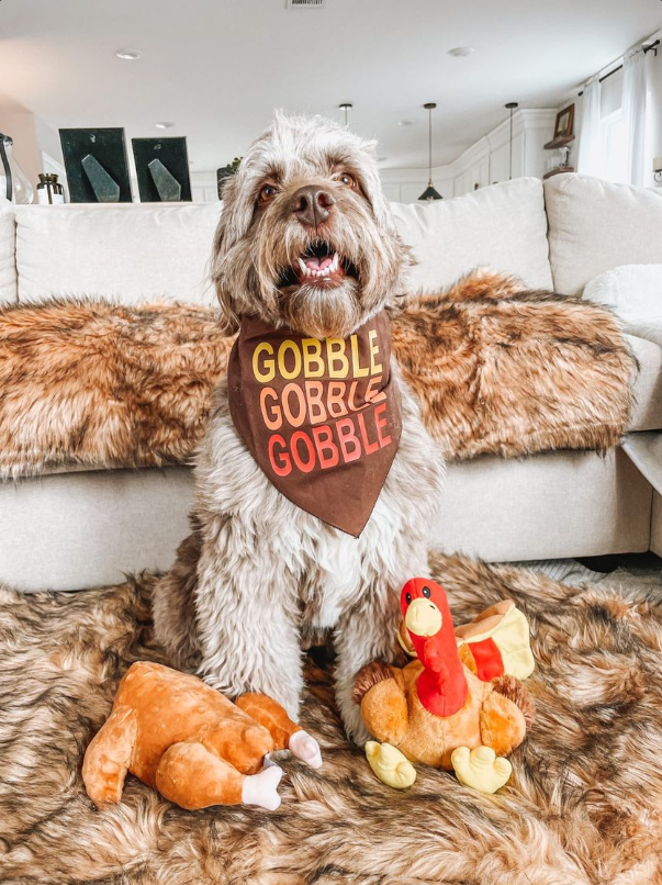 Midlee Gobble Gobble Gobble Thanksgiving Dog Bandana (Small)