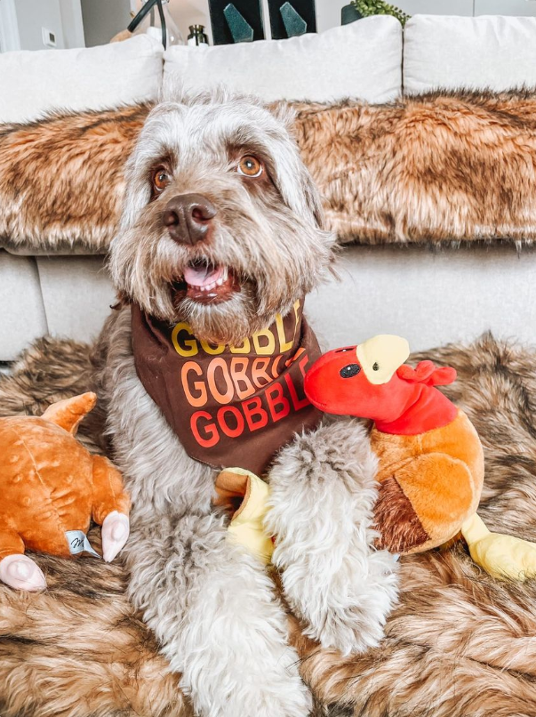 Midlee Gobble Gobble Gobble Dog Bandana (Large)