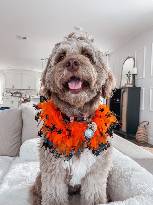 Midlee Witch Halloween Decorative Dog Collar