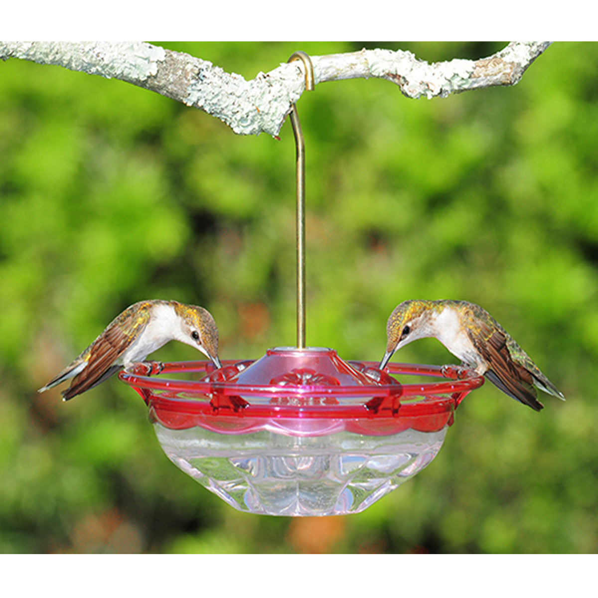 Aspects Red/Clear Mini HummBlossom Hanging Hummingbird Feeder - 4 Oz