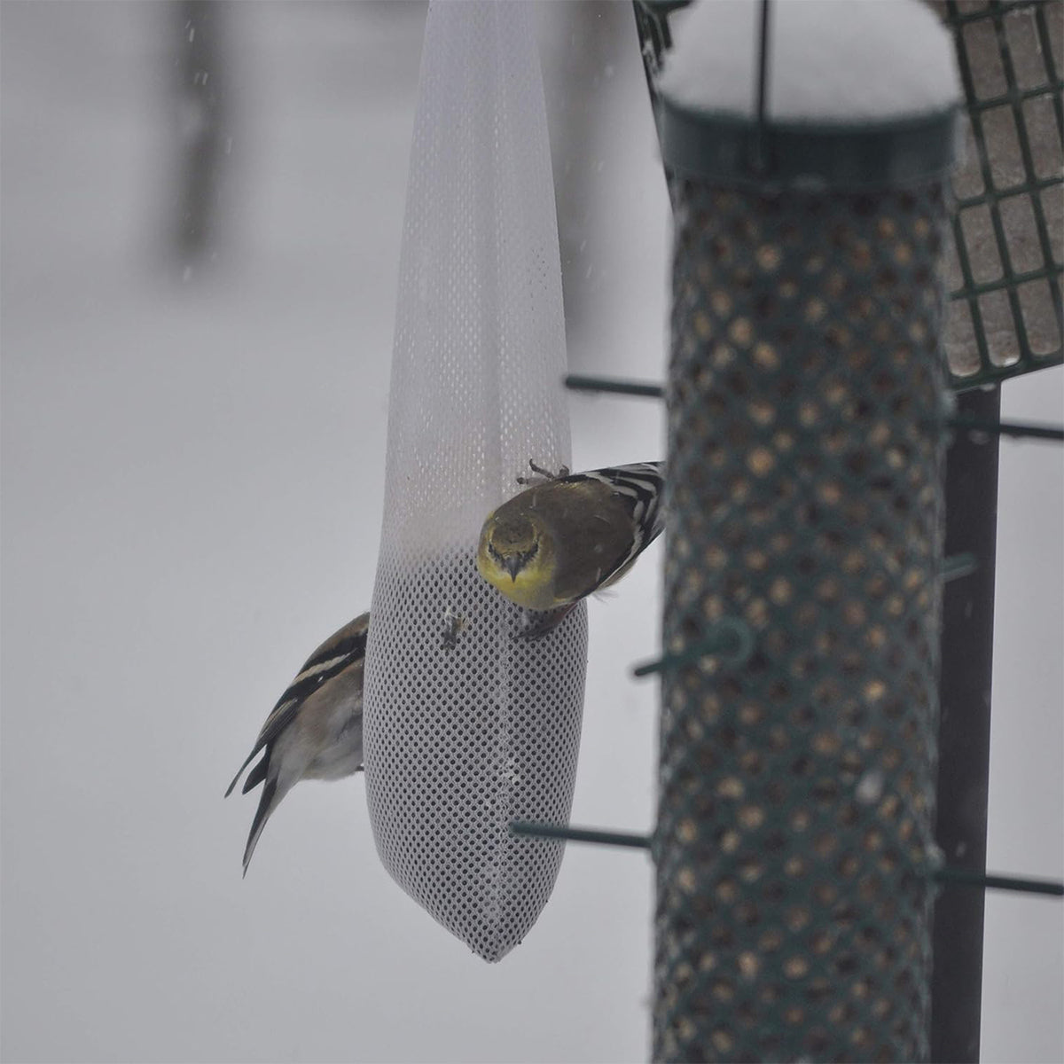 C&S Ready To Use Nyjer Sack Filled Wild Bird Feeder - 12 Ounce- 4 Pack