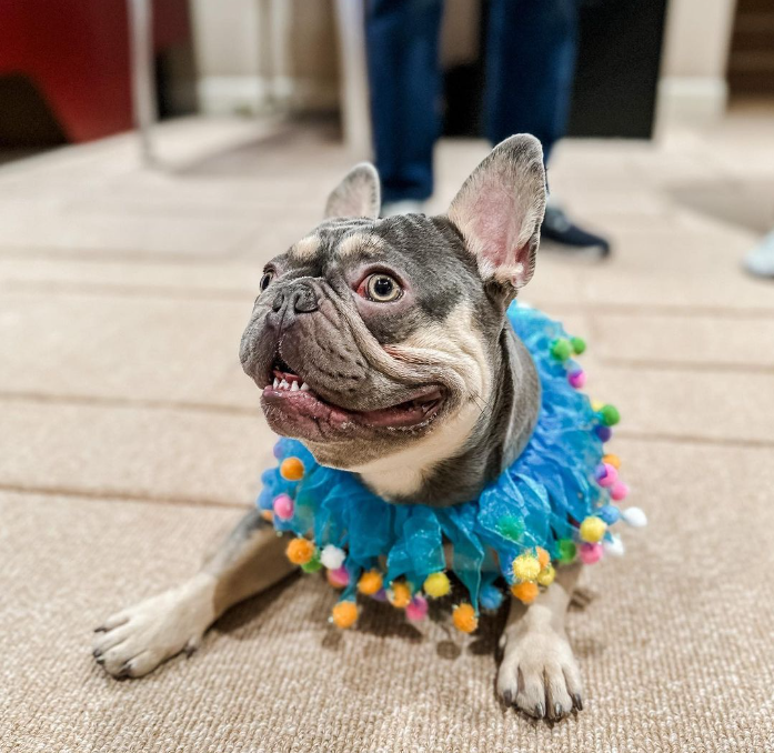 Midlee Blue Birthday Pom Pom Dog Collar