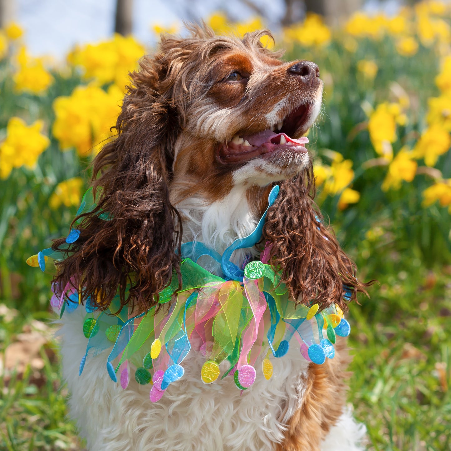 Midlee Easter Egg Decorative Dog Collar