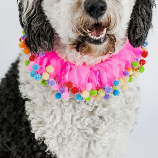 Midlee Pink Birthday Pom Pom Dog Collar