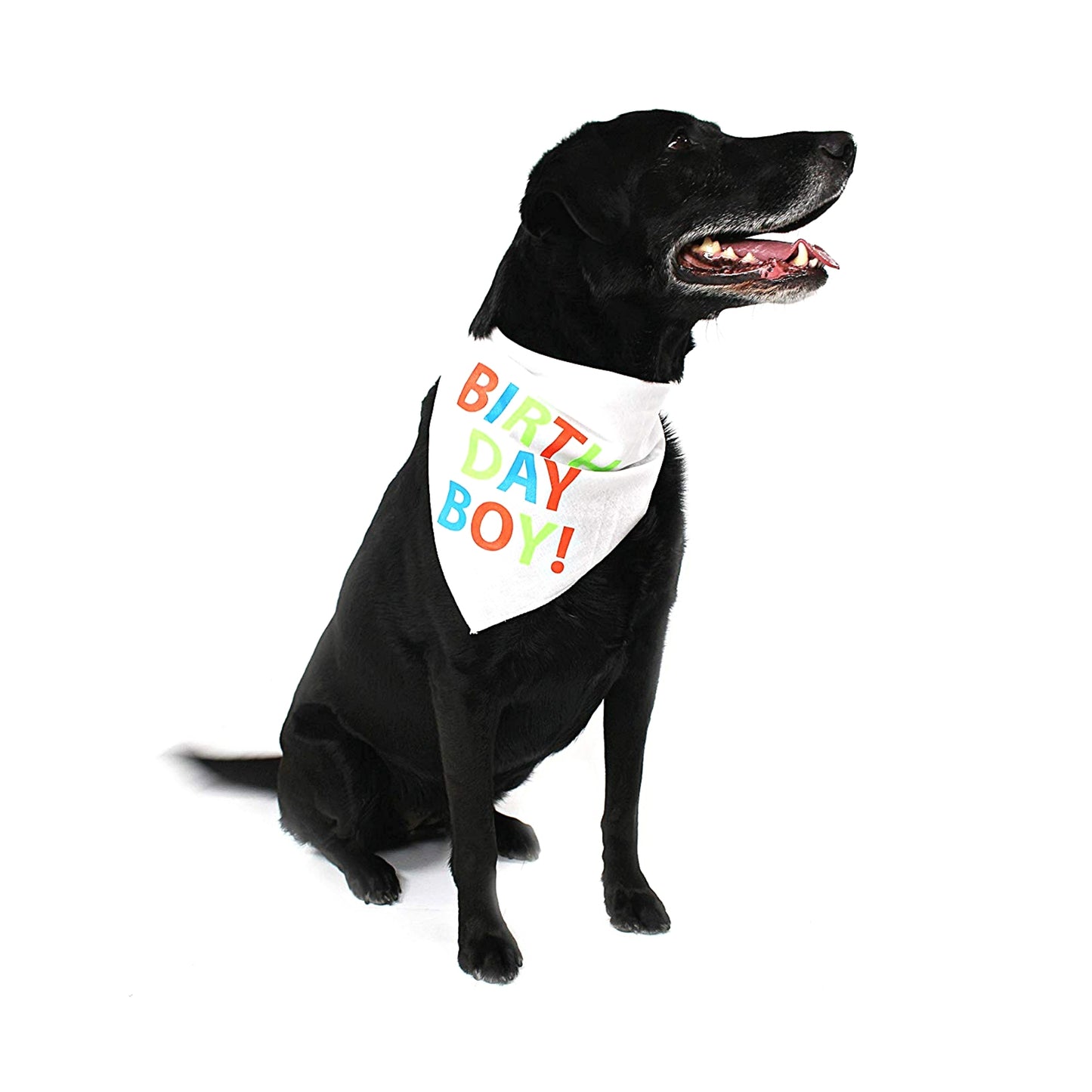 Midlee Birthday Boy Dog Bandana (Small)