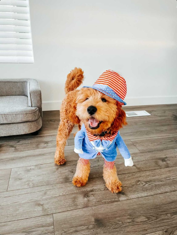 Midlee Uncle Sam 4th of July Fake Arms Dog Costume