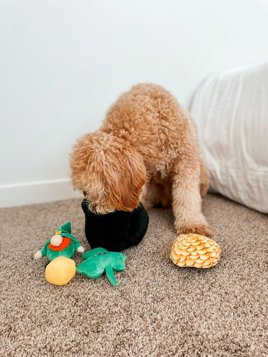 Midlee Hide-A-Toy Pot of Gold St. Patrick's Day Dog Toy