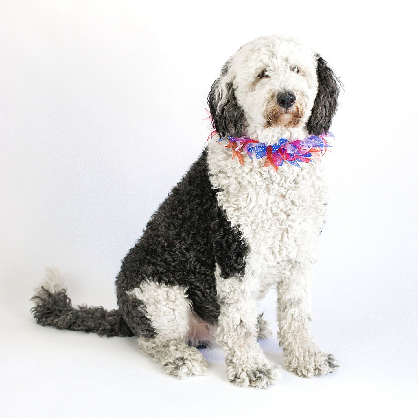 Midlee Patriotic Dots 4th of July Dog Collar