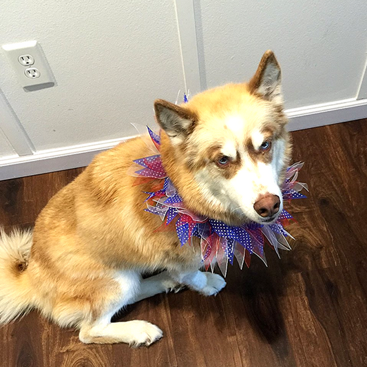 Midlee Patriotic Dots 4th of July Dog Collar