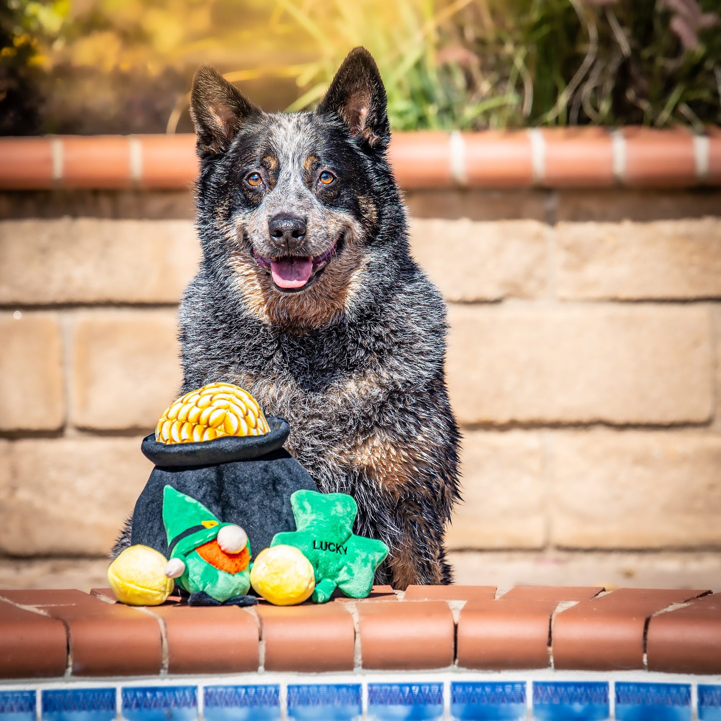 Midlee Hide-A-Toy Pot of Gold St. Patrick's Day Dog Toy