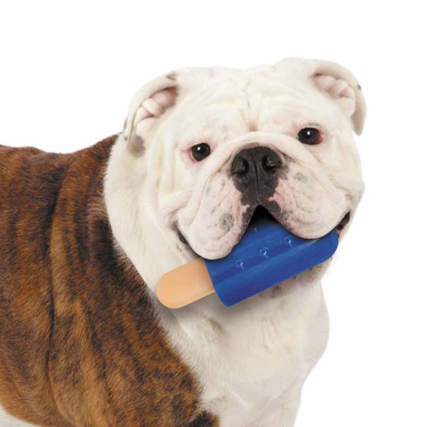 Cool Pup Blue Popsicle Cooling Toy- Large