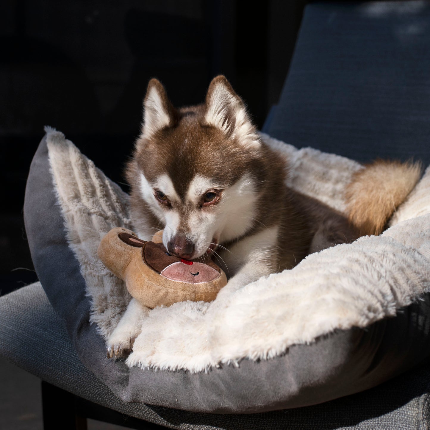 Midlee Reindeer Sugar Cookie Dog Toy
