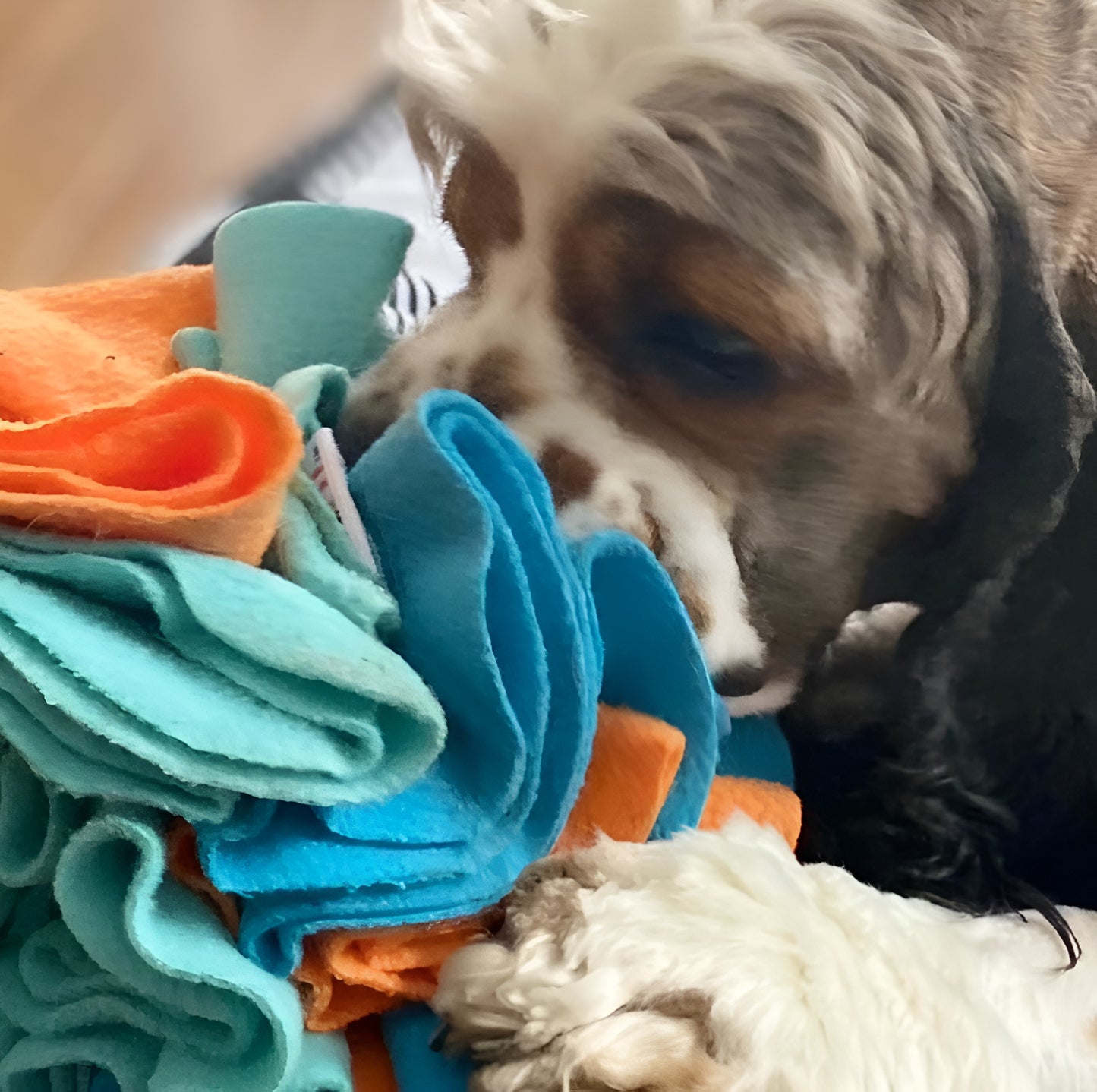 FOUFIT Hide n Seek Snuffle Balls Nosework Toy for Dogs, Blue/Orange, Large 6"